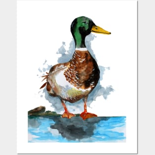 Mallard Duck Watercolor Posters and Art